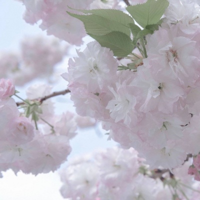 井研FurryQQ群介绍